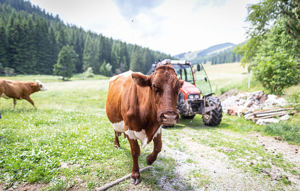 Eine Kuh auf der Weide.
