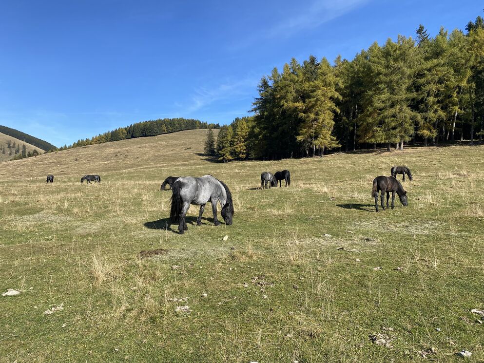 Pferde im Naturpark Almenland.